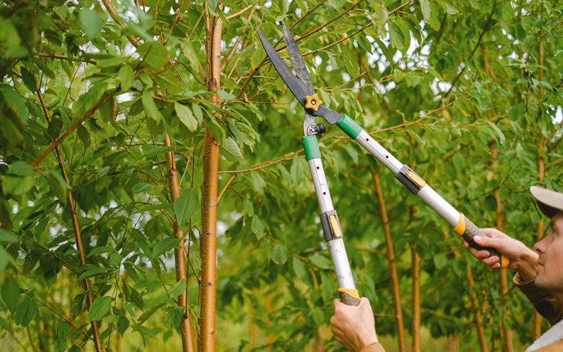 Tree trimming in Upham, ND