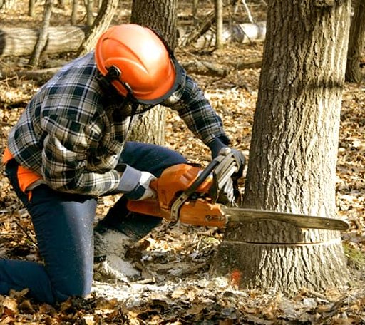 Tree Removal in Upham, ND